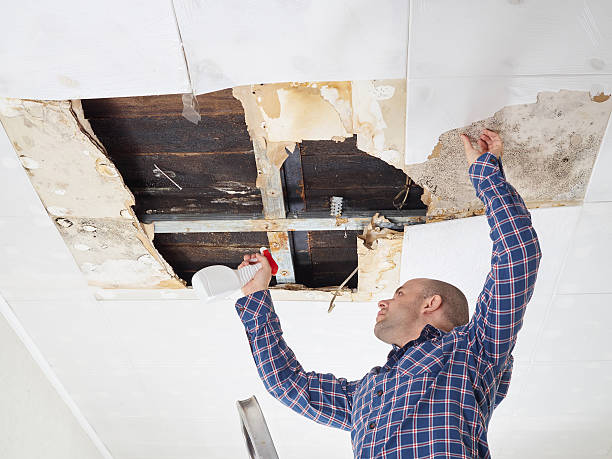 Professional Mold Removal in Edinboro, PA